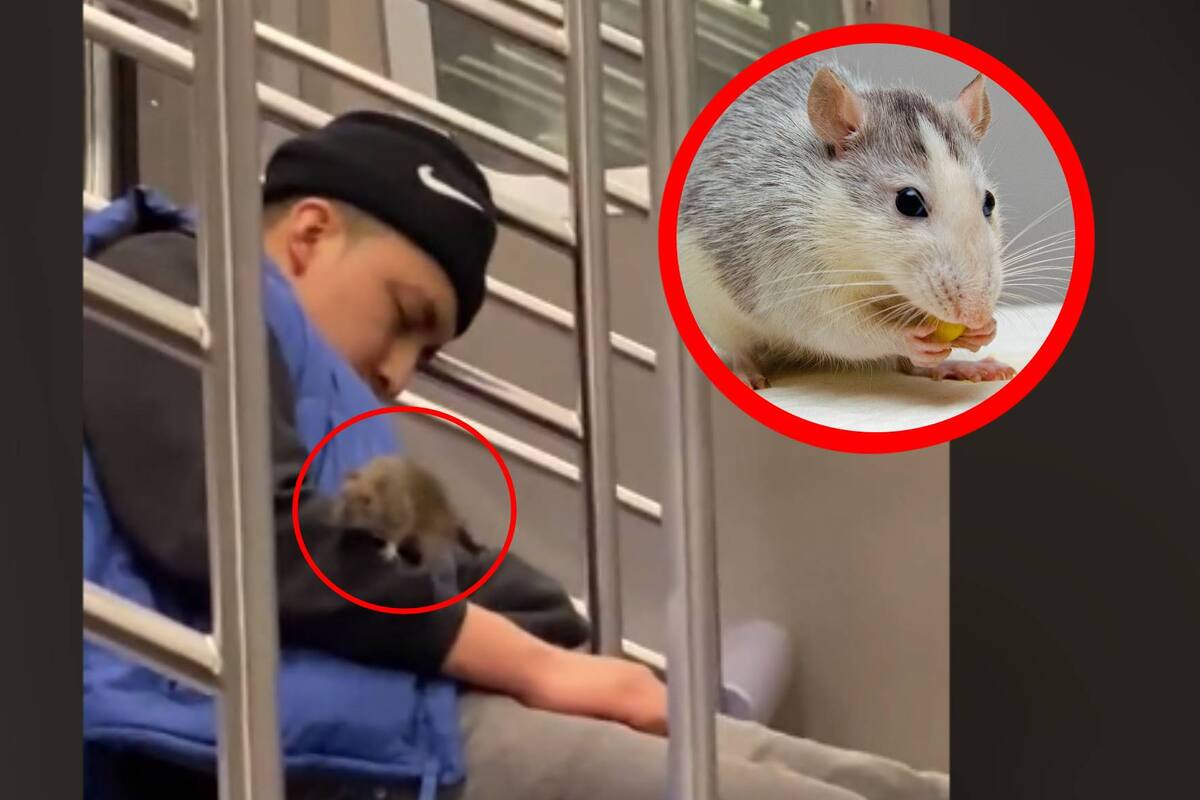 VIDEO: Rata se le sube a un hombre dormido en el metro
