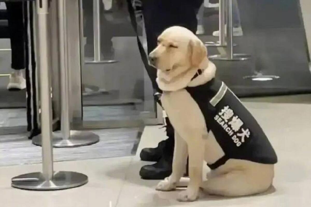 Perrito de seguridad se queda dormido en el trabajo; se hace viral