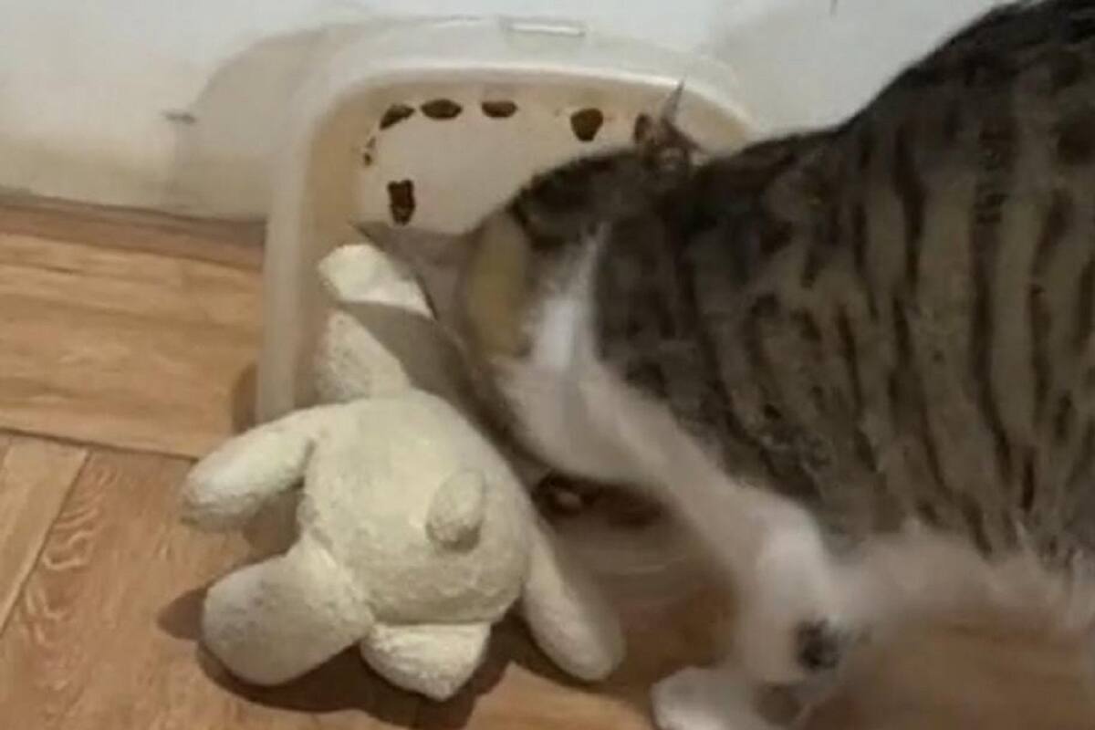VIDEO VIRAL: Gatito comparte de sus croquetas con su osito de peluche
