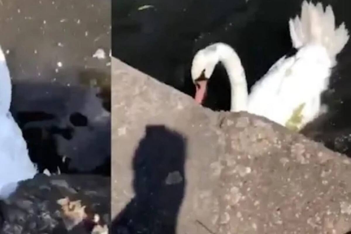 VIDEO VIRAL: Hombre logra liberar a un cisne que se encontraba atorado en un desagüe