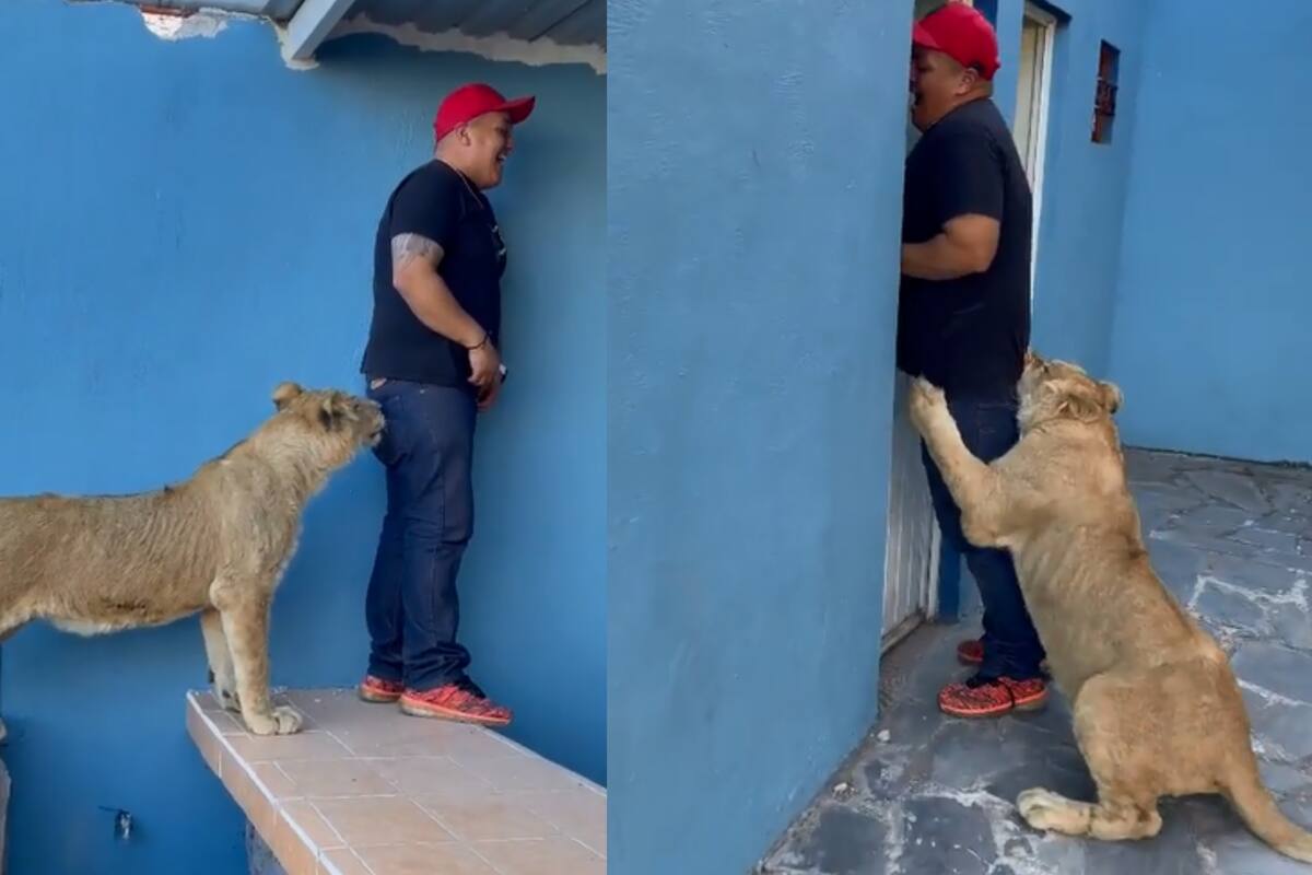 "Quítamelo wey...": León persigue a hombre; su reacción se viraliza en TikTok