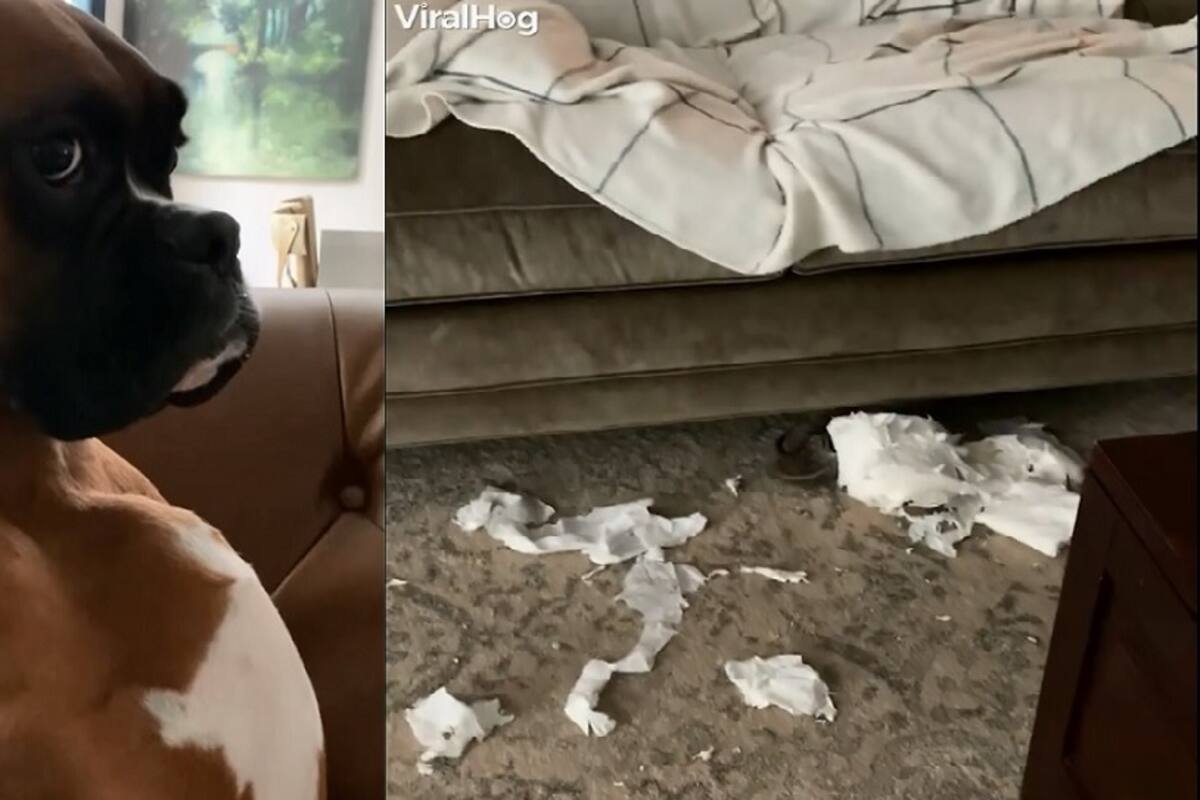 Perrito se vuelve viral por su cara de “yo no fui”