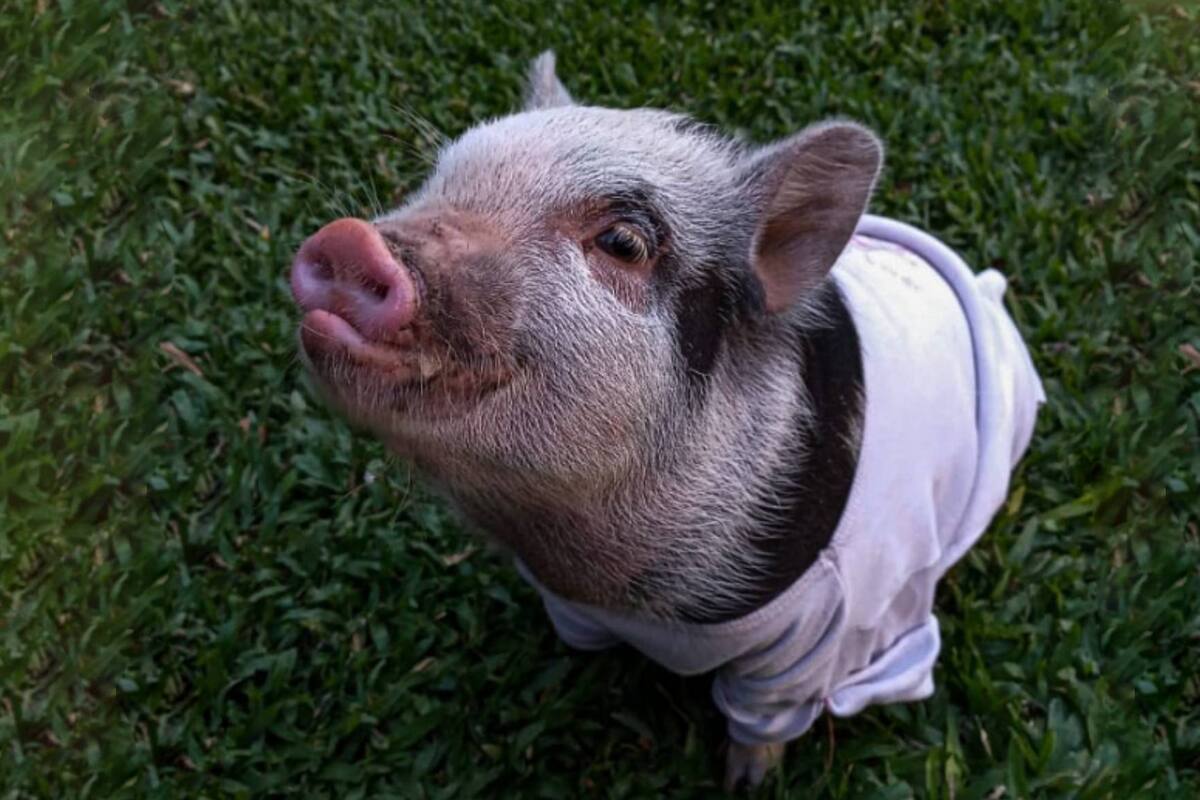 VIRAL: Pareja da en adopción a su cerdita mascota y se la comen