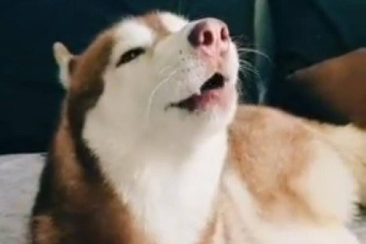 Perrito causa sensación en TikTok al imitar el sonido de la alerta sísmica
