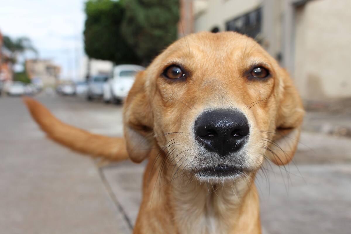 Perrito camina al lado del ataúd de su dueña fallecida