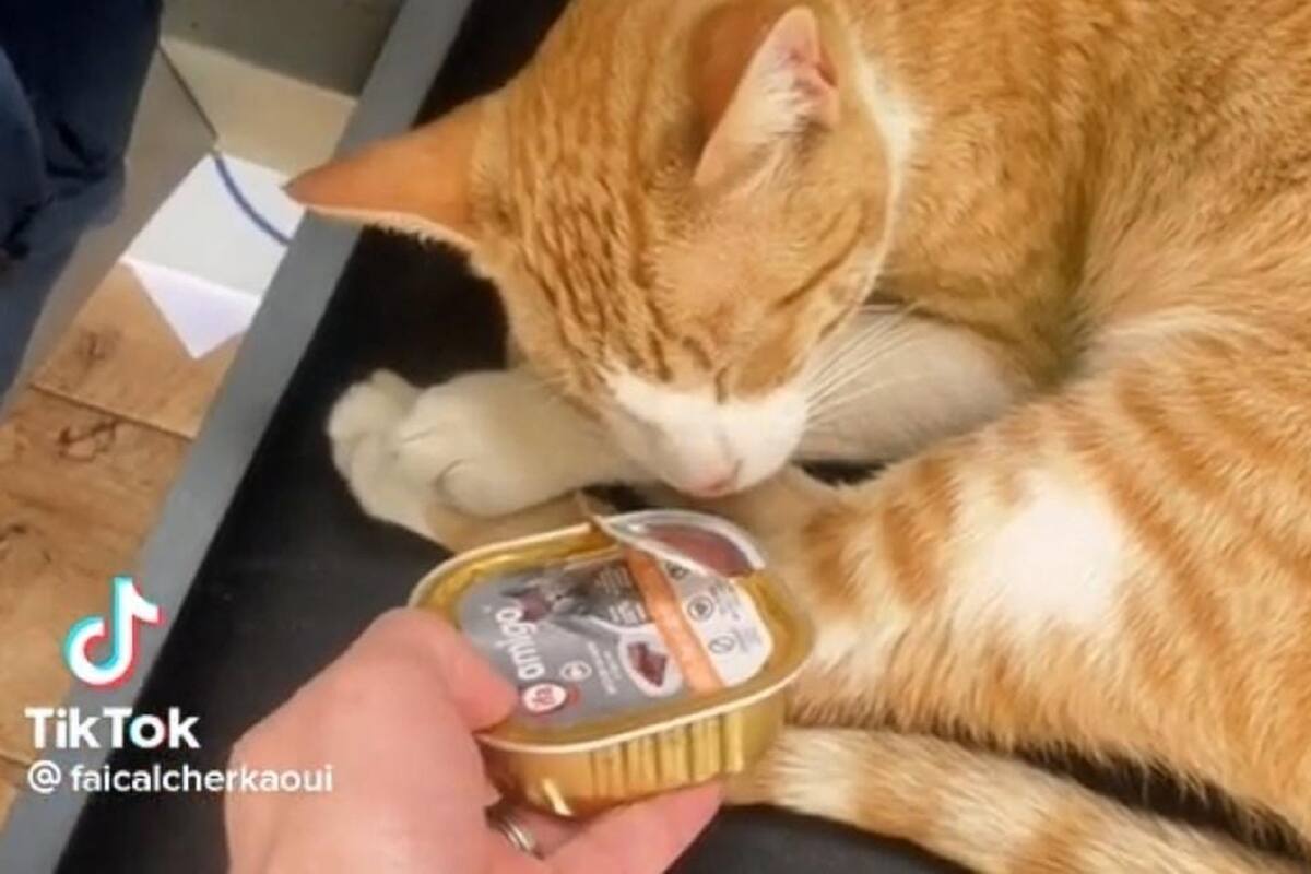 Joven comparte su particular forma de despertar a su gato y se vuelve viral en TikTok