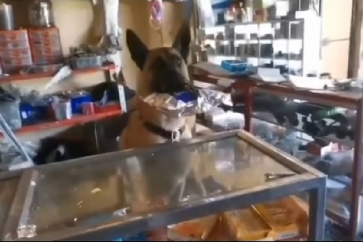 VIDEO VIRAL: Perrito sorprende al atender una refaccionaria