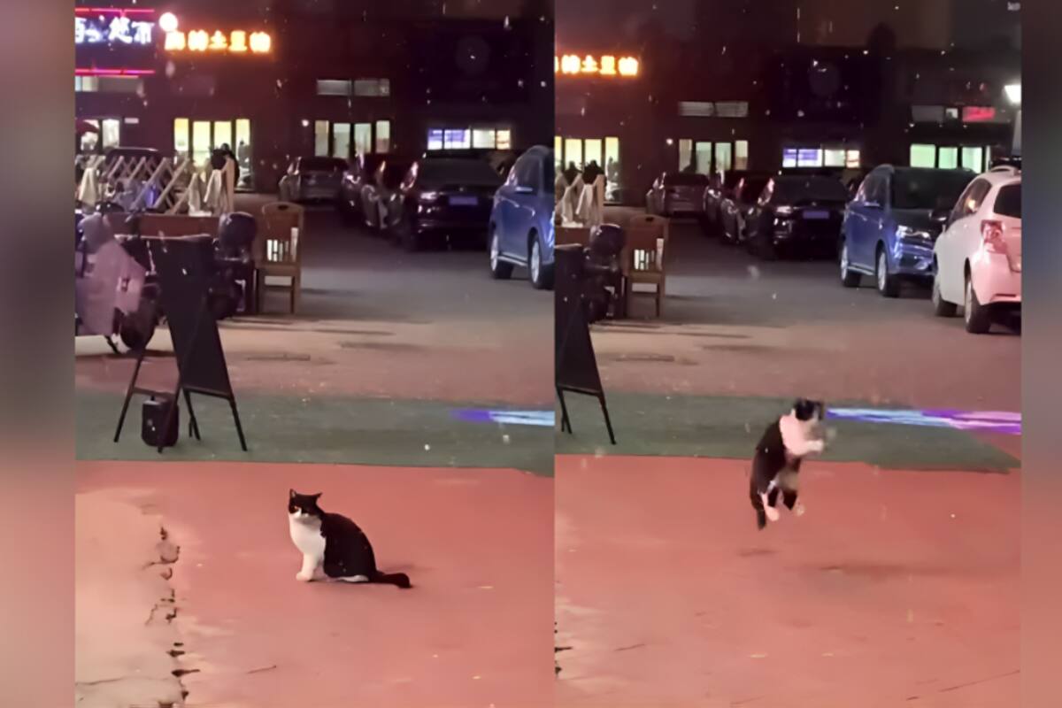 VÍDEO: gato enternece las redes sociales al intentar atrapar los copos de nieve que caen del cielo