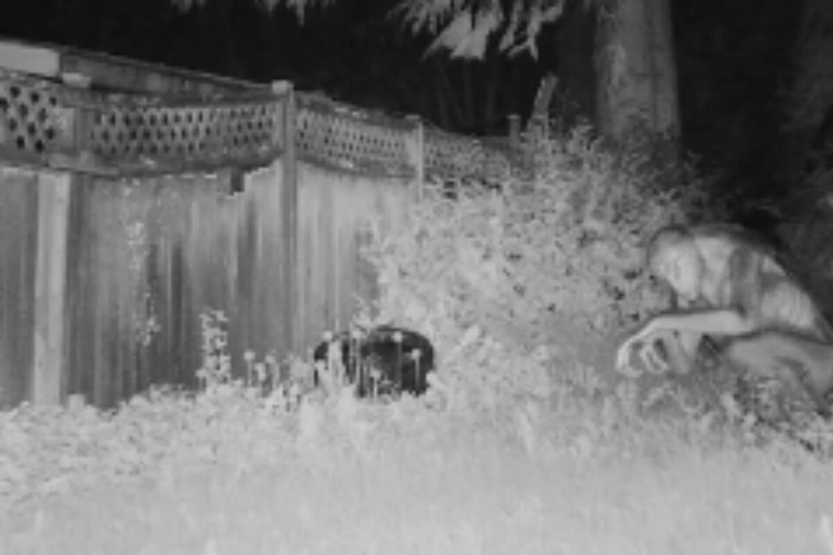 ¿Cuál es la verdad sobre el video del supuesto “Alien” captado en una casa en Las Vegas? Te decimos