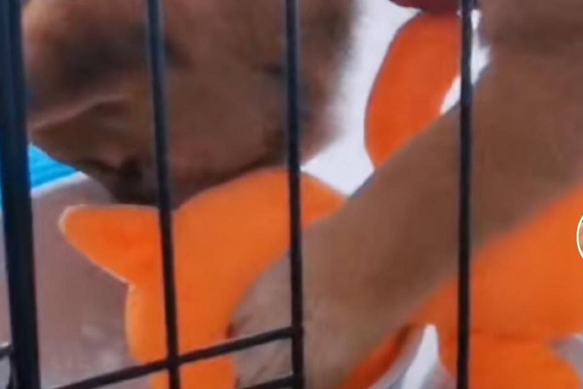 Perrito causa la ternura de todos en TikTok al llevar con él a su peluche a tomar agua