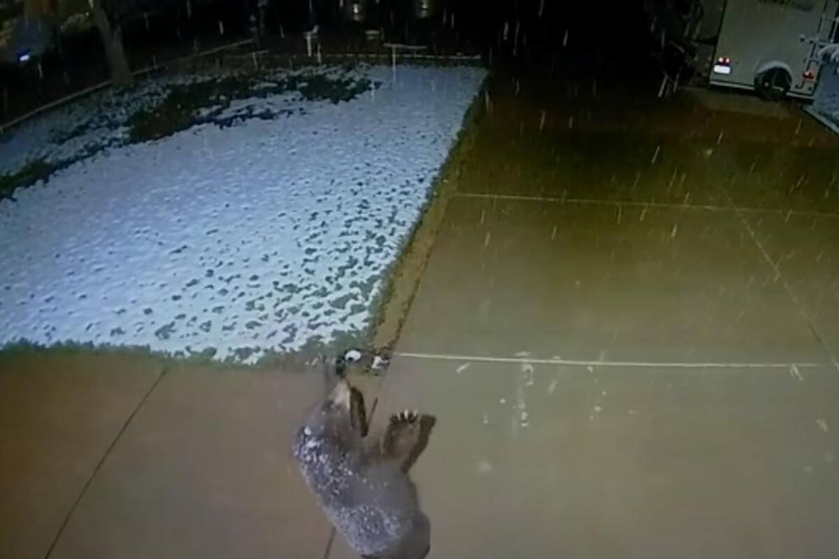 VIDEO VIRAL: Checa la emoción de este bebé oso al ver nevar
