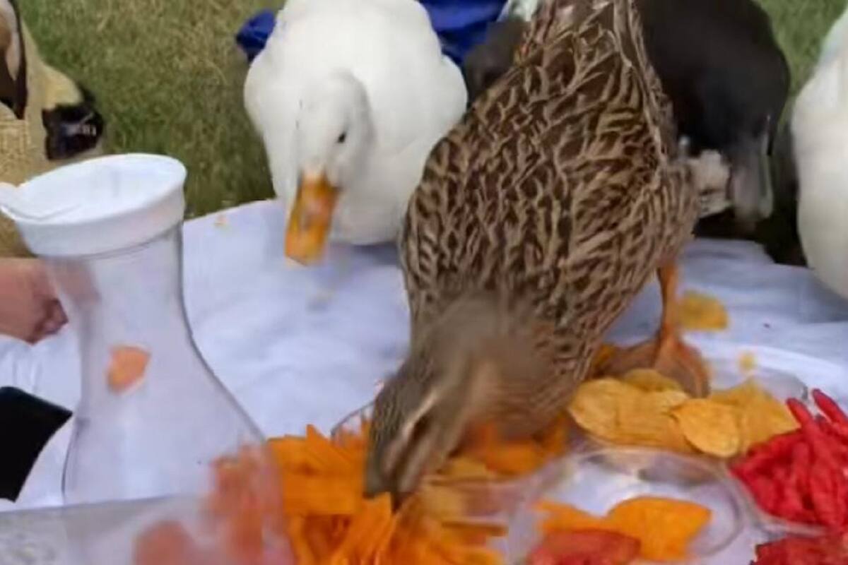 Jóvenes se vuelven virales al mostrar cómo unos patos arruinaron su pícnic