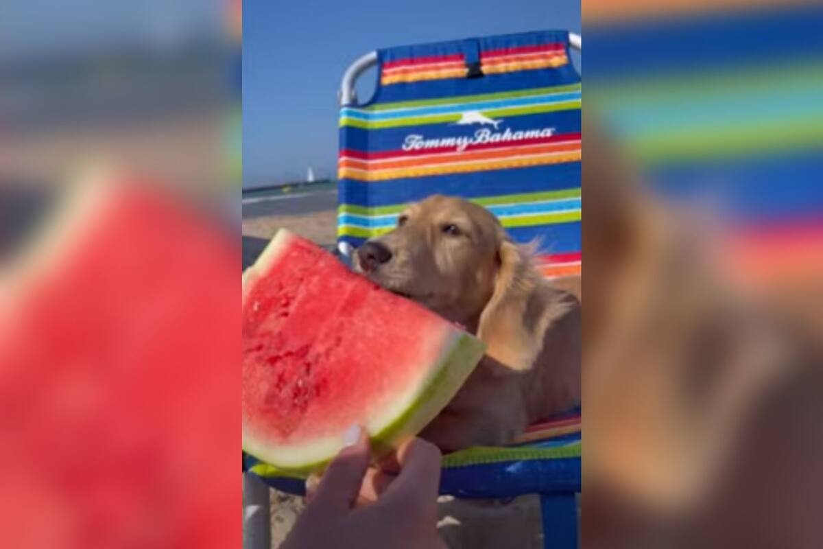 Perrito se convierte en la envidia de Internet al disfrutar de un día soleado comiendo sandía