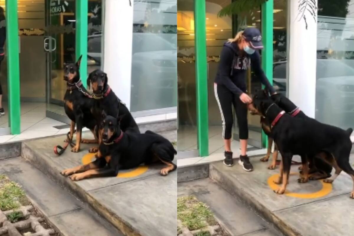 Suaves guardaespaldas: Mujer va al cajero acompañada de tres dóberman