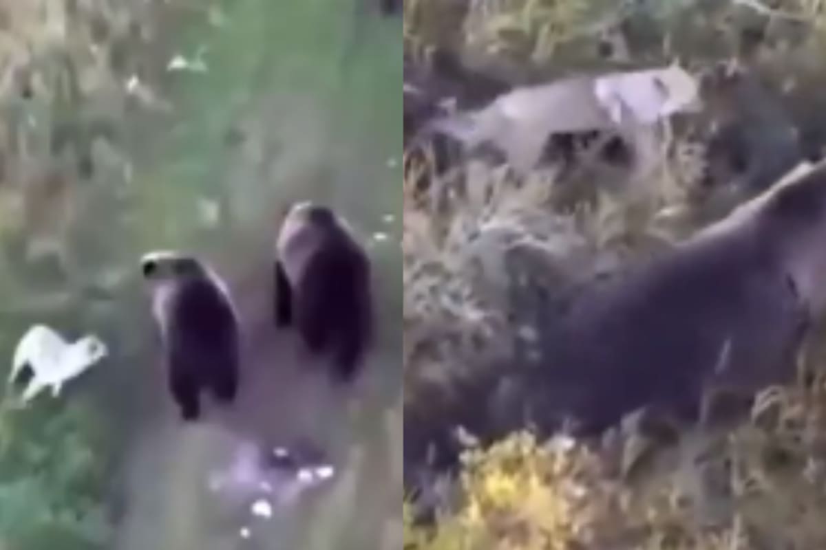 VIDEO: Un husky se hace amigo de una manada de osos mientras su familia lo busca.