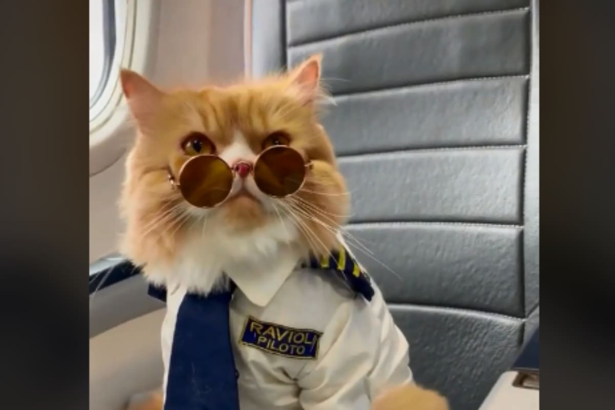 “El michi piloto”: Gatito aviador se vuelve viral en redes