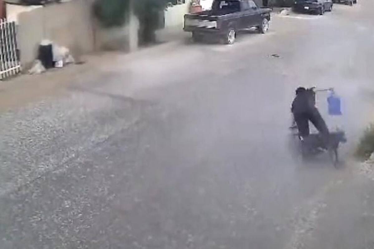 VIDEO VIRAL: Perrito cae encima de señora tras saltar del techo