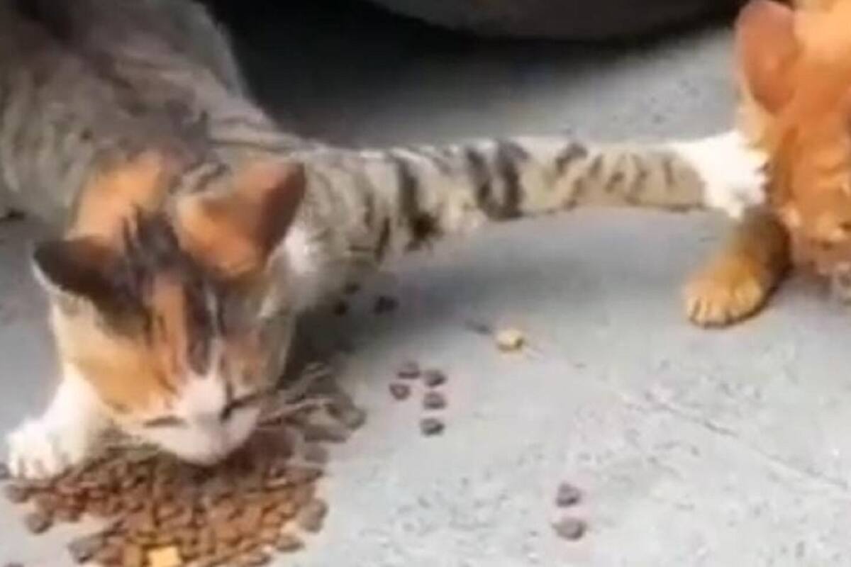 Gatito se vuelve viral en redes sociales al acaparar toda la comida
