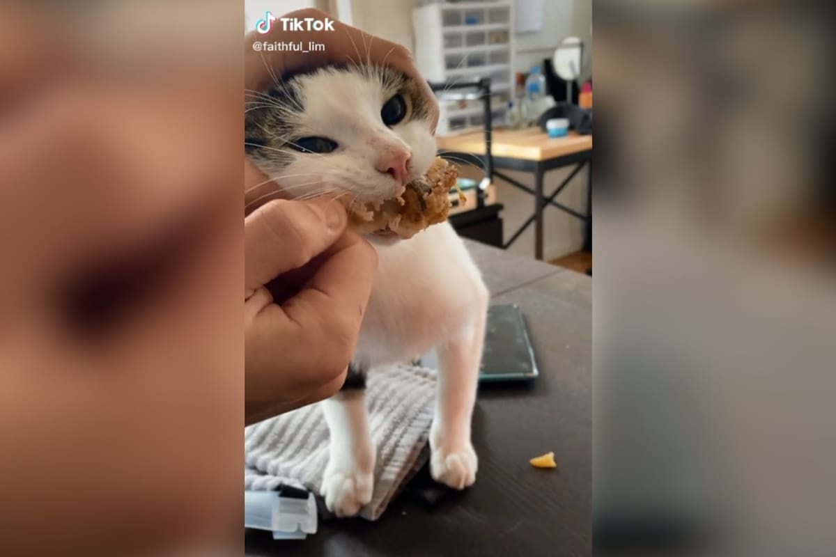 Gato pelea con su dueña por una pieza de pollo