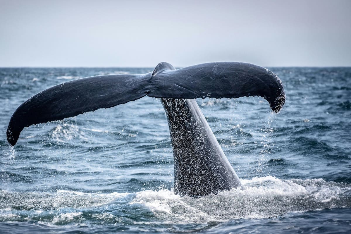 Especialistas y buzos implementan hoy en Wismar, Alemania, una operación urgente financiada por empresarios para levantar a la ballena Timmy con lonas inflables, intentando liberar la red de su boca y evitar su fallecimiento tras semanas encallada