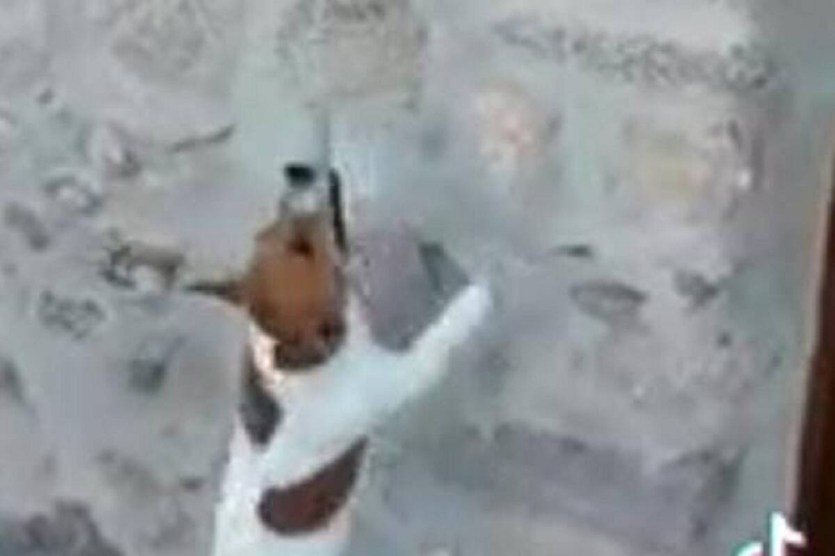 Divertido video de un perrito tocando una campana se hace viral en redes sociales