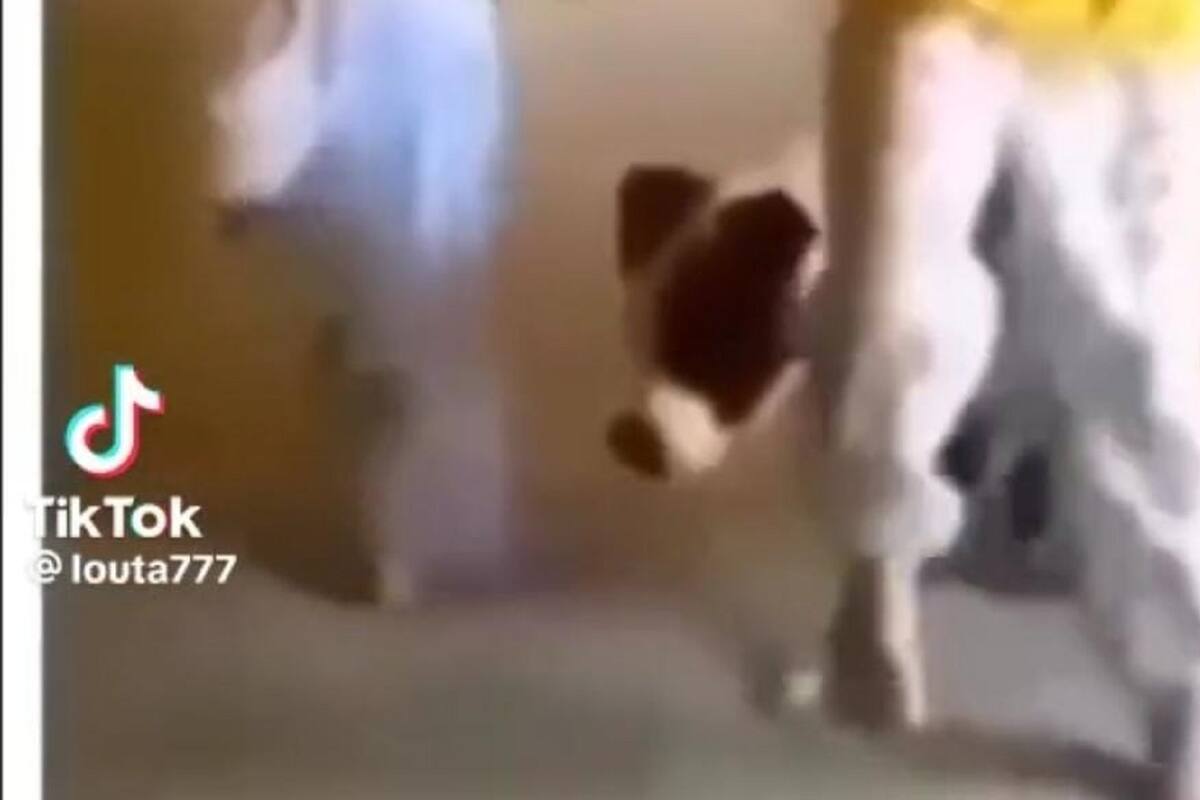 Niños se vuelven virales en TikTok al enseñarle a su perro a brincar en el colchón