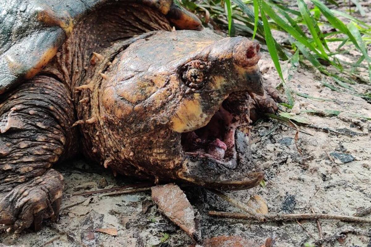 Hallan en una trampa a tres raras tortugas en Florida