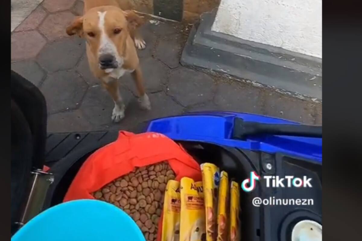 TikTok: Mujer entrega comida a perrito de la calle como si fuera repartidora