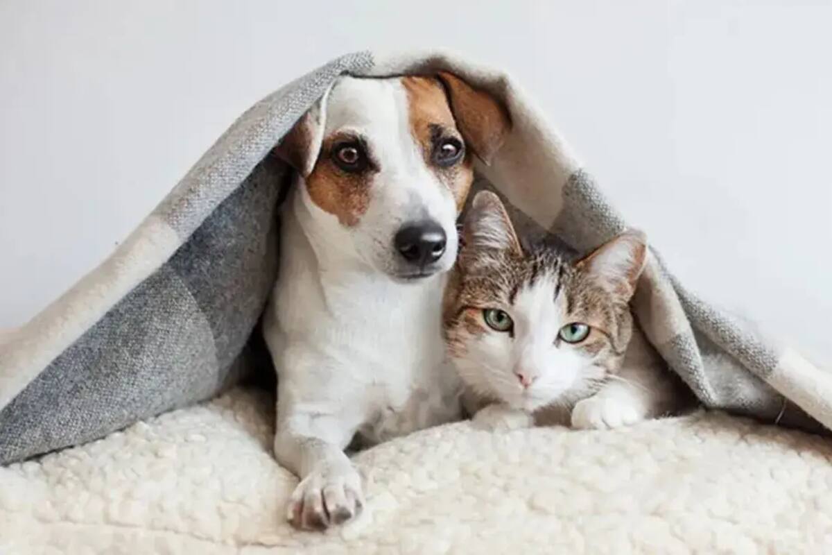 Millones de perros y gatos domésticos modifican ecosistemas y amenazan a la fauna silvestre