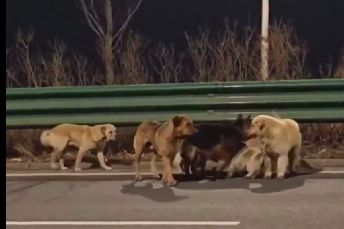 Como en una película de Disney: Siete perros secuestrados recorren 17 km para regresar a casa tras huir de traficantes en China