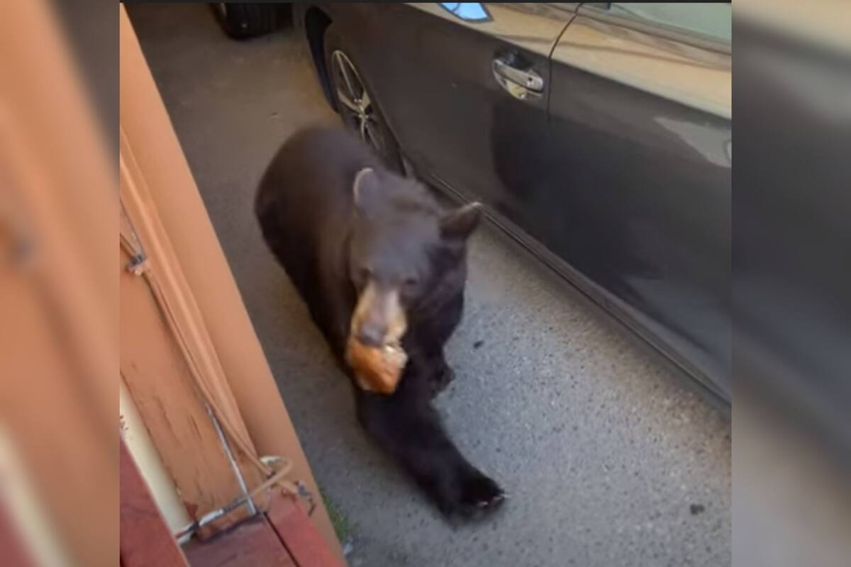 Oso irrumpe casualmente en un garaje y roba comida