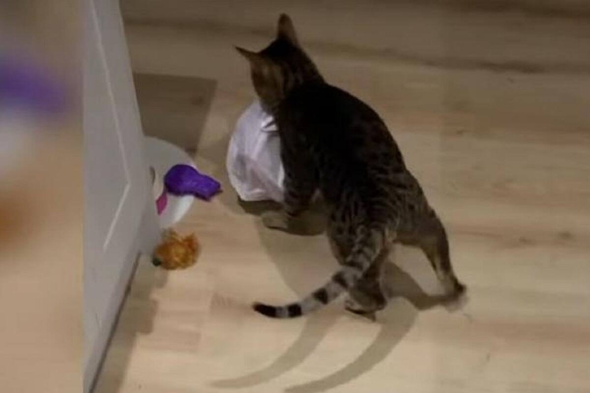 Gato se vuelve viral en redes sociales luego de robar bolsa con costillas y huir