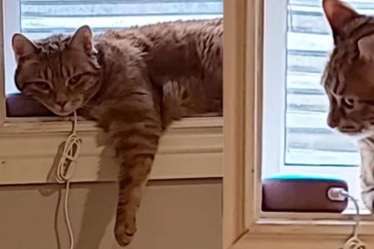 VIDEO VIRAL: Mujer asusta a su gato poniéndole grabaciones de ladridos con Alexa