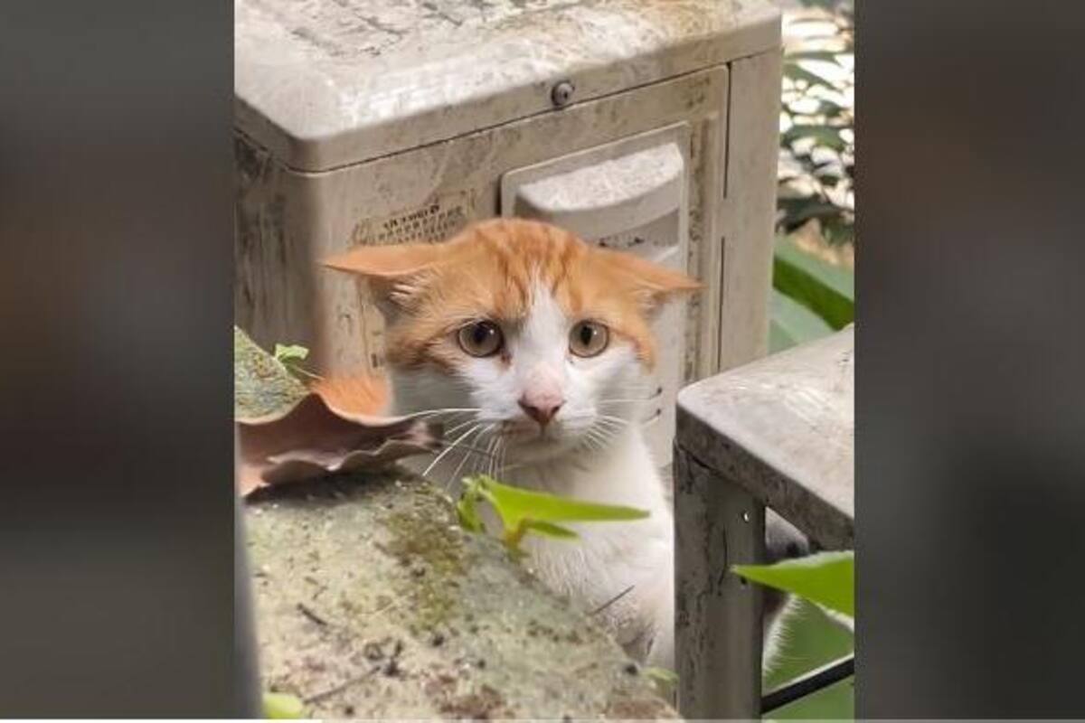 VIDEO: ¡La expresión del gato con botas si existe!
