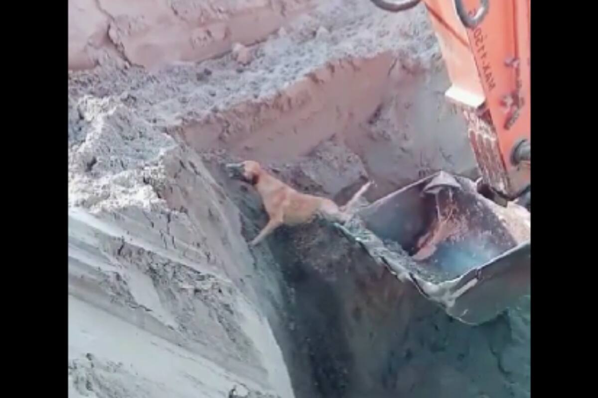 VIDEO: Rescatan a perrito atrapado en una zanja con maquinaria pesada