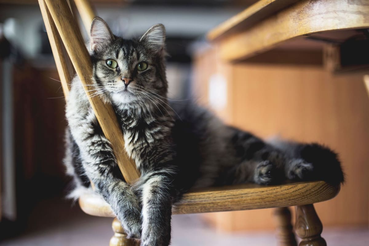 Expertos veterinarios aconsejan la “gatificación” del hogar para evitar que la vida de su felino se reduzca de 15 a solo 7 años debido a los riesgos mortales de vagar libremente por la ciudad