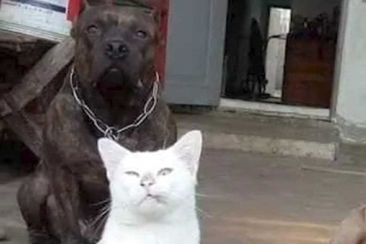 Gatito que se crió con pitbulls se cree uno más de la manada