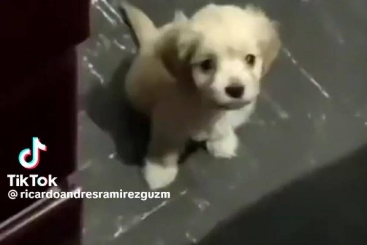 Perrito se vuelve viral en TikTok por dejar hablando sola a su dueña