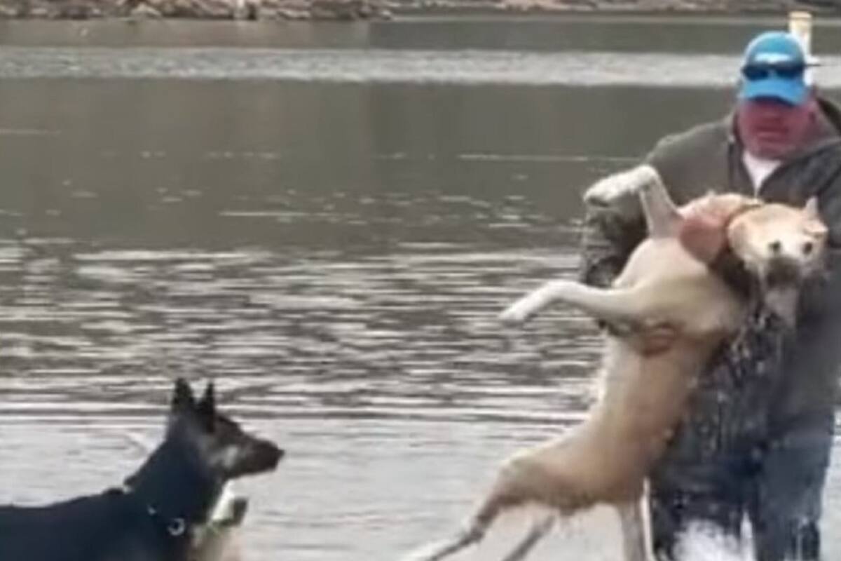 VIDEO VIRAL: Perrito se desmaya dentro de un río cuando jugaba con su dueño
