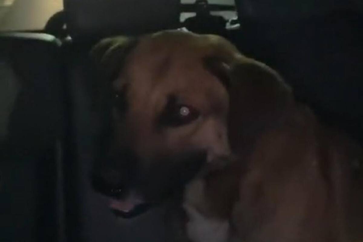 Conductor de Uber graba a perrito que le tocó llevar a su destino