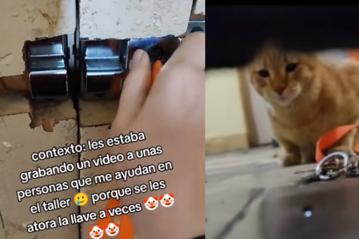 Gatos dejan a su dueña encerrada ¡Y todo queda grabado!
