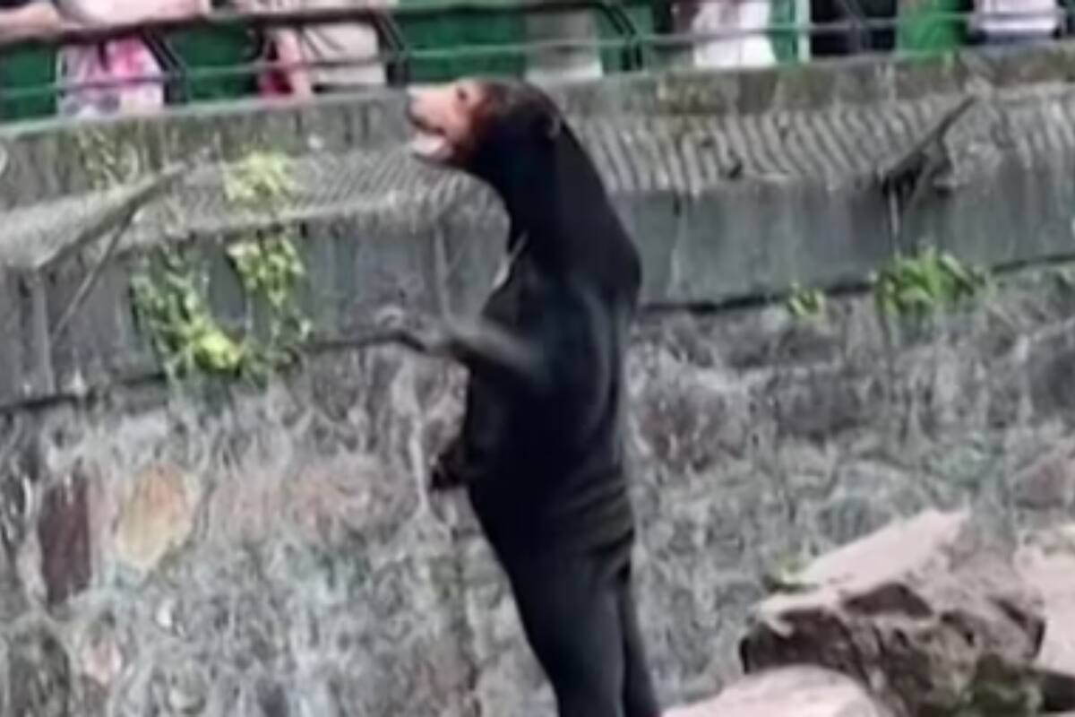 TIKTOK: Oso parado en dos patas desata polémica en redes sociales