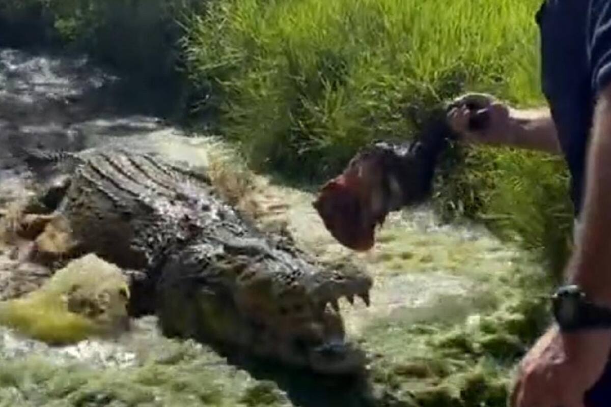 ¡Impresionante!: Hombre atrae a un enorme cocodrilo con un pedazo de carne