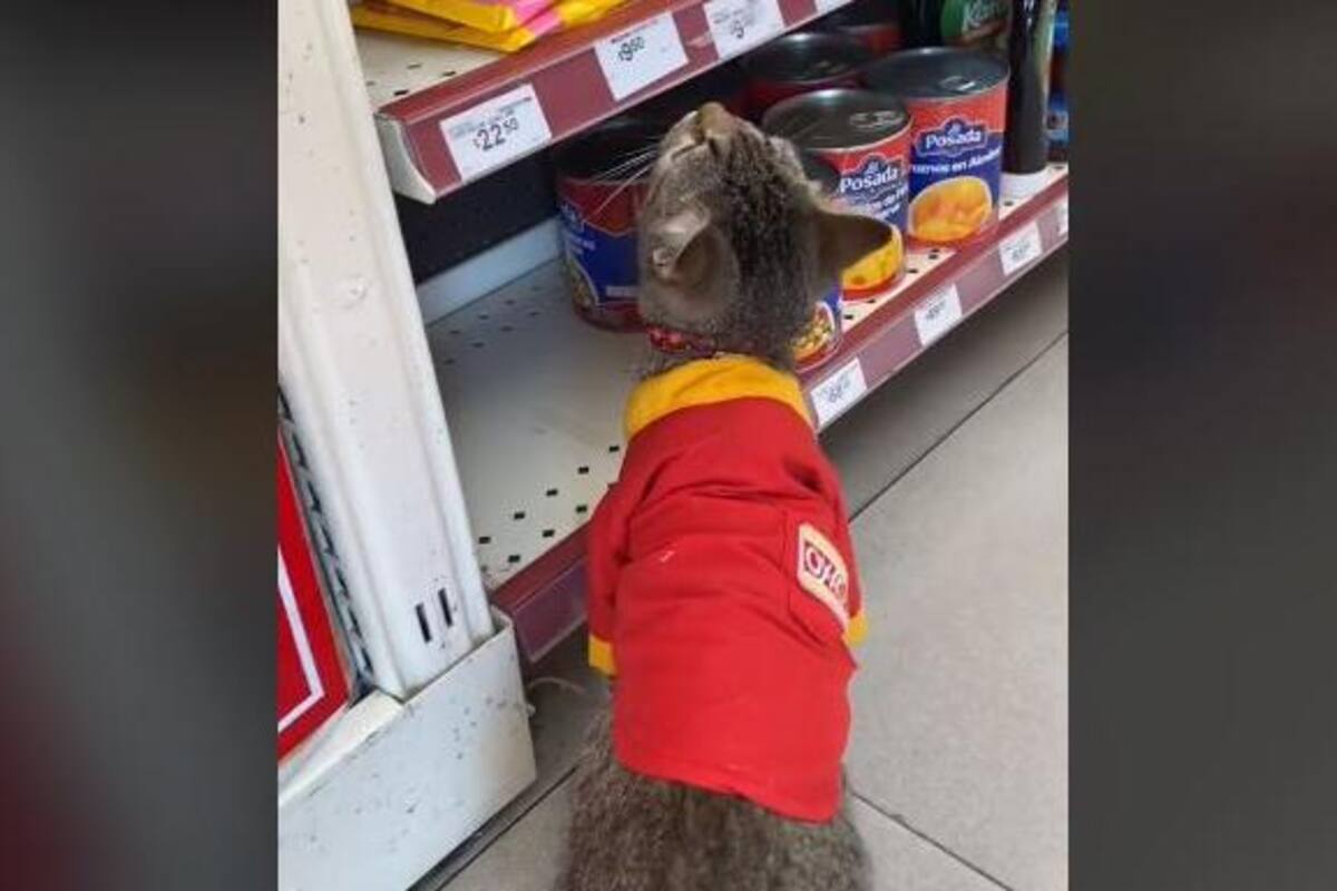 VIRAL: Michi consigue trabajo en Oxxo