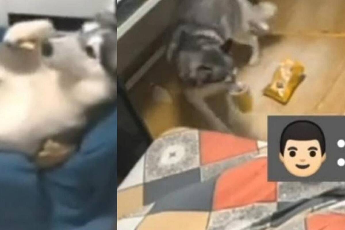 VIDEO VIRAL: Perrito le lleva vaso con agua a su dueño enfermo