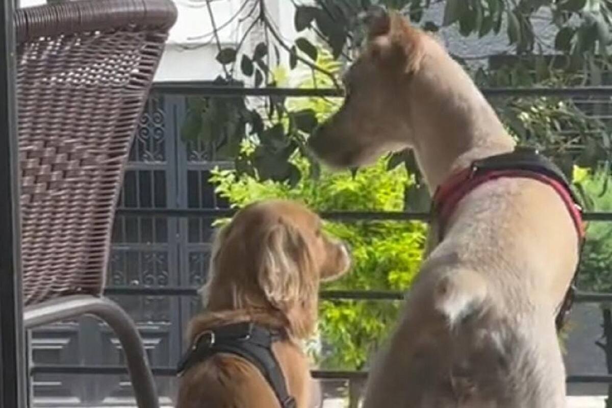 Mujer graba la reacción de sus perros antes de que comenzara el temblor