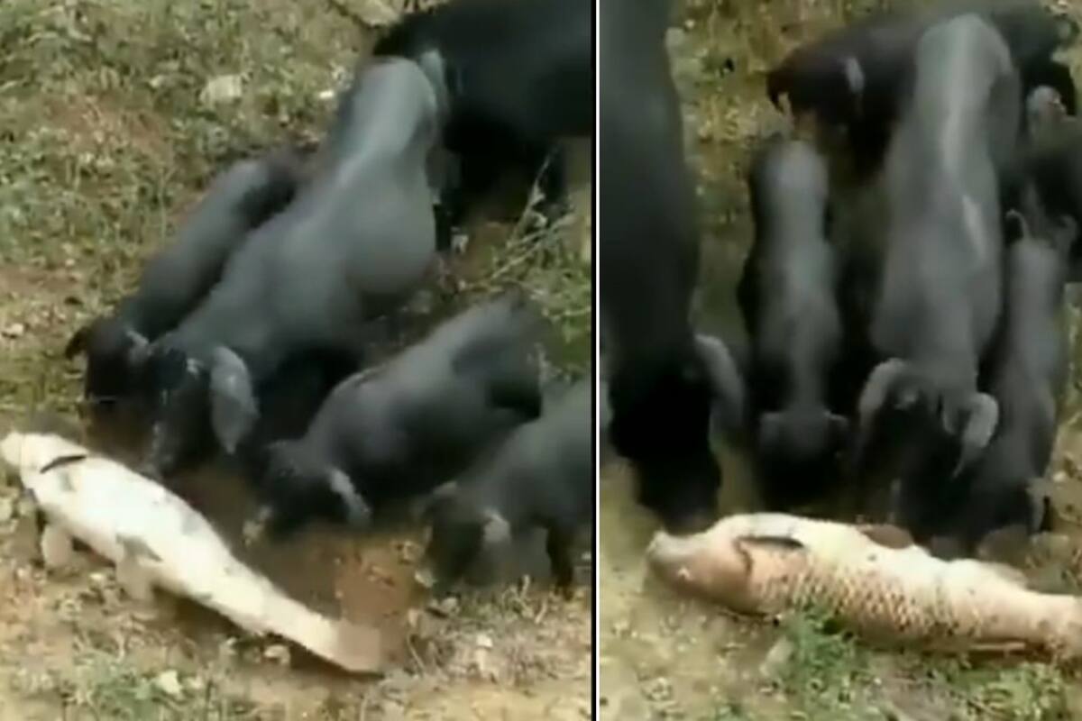 VIDEO: Cerditos intentan salvar a pez al empujarlo al agua