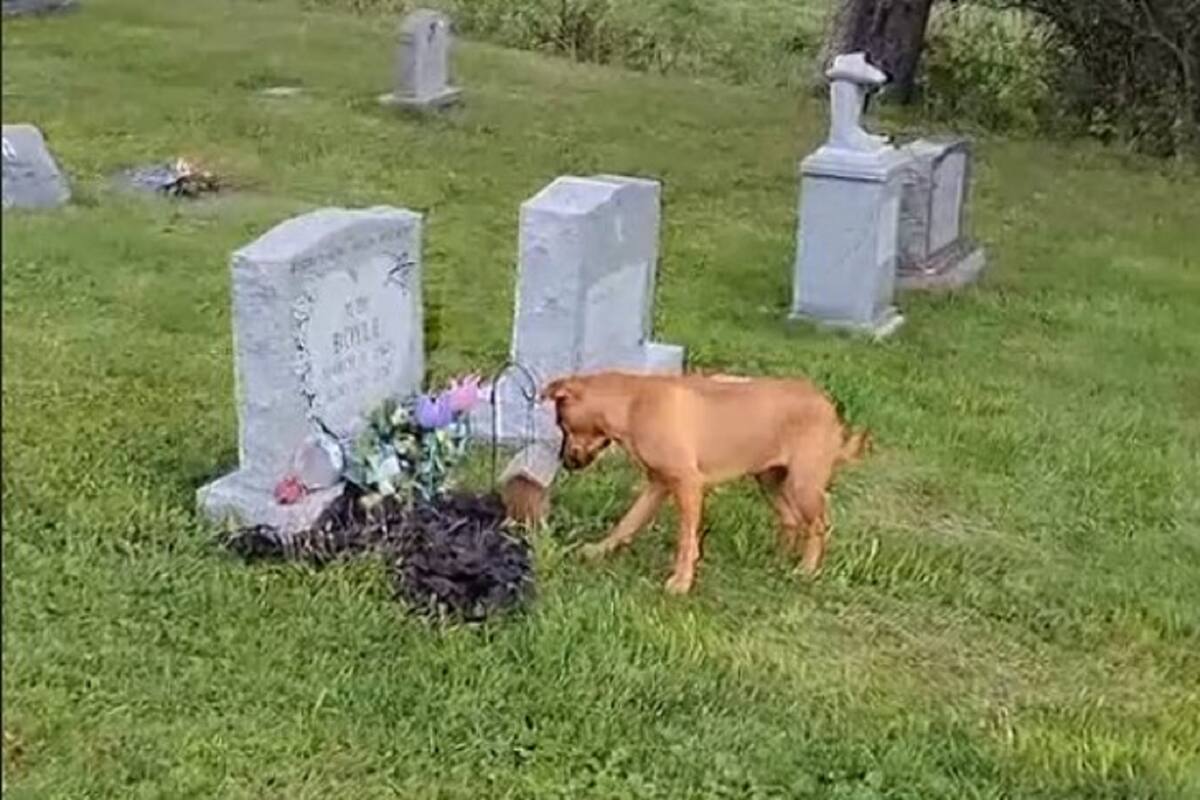 VIDEO VIRAL: Perrita conmueve tras saber llegar a la tumba de su dueña fallecida