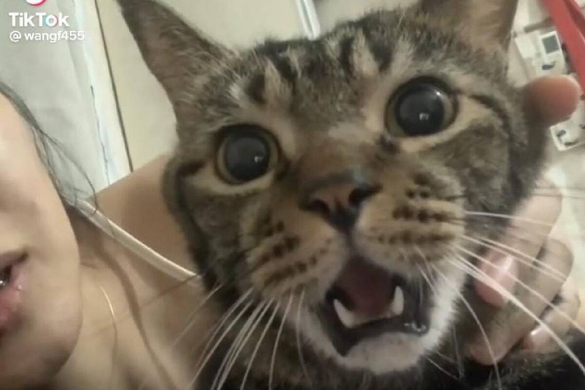 Gatito se vuelve viral por su cara al recibir un beso de su dueña