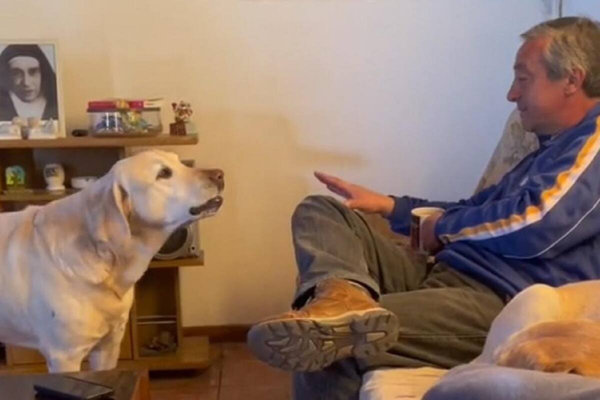 VIDEO VIRAL: Perrito hace que su dueño se quite del sillón para acostarse él